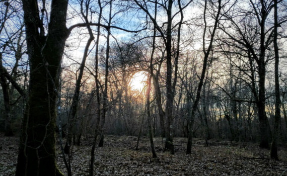 Forêt des Landes de Gascogne, aux environs de Belin-Béliet (33). Photo personnelle. Licence CC BY-NC-SA 3.0 FR