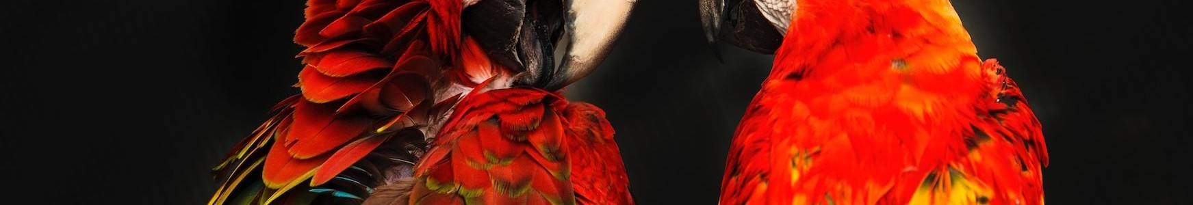 Perroquets sur fond noir